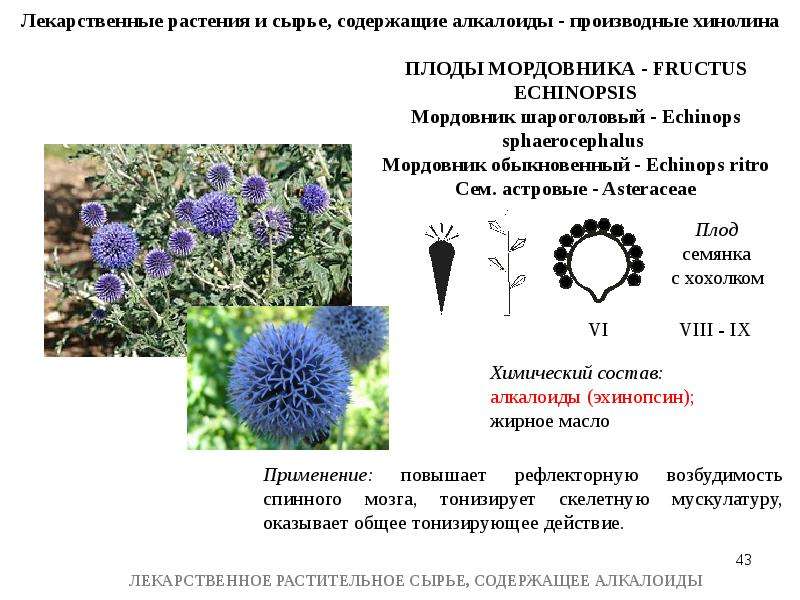 Лрс содержащие алкалоиды презентация