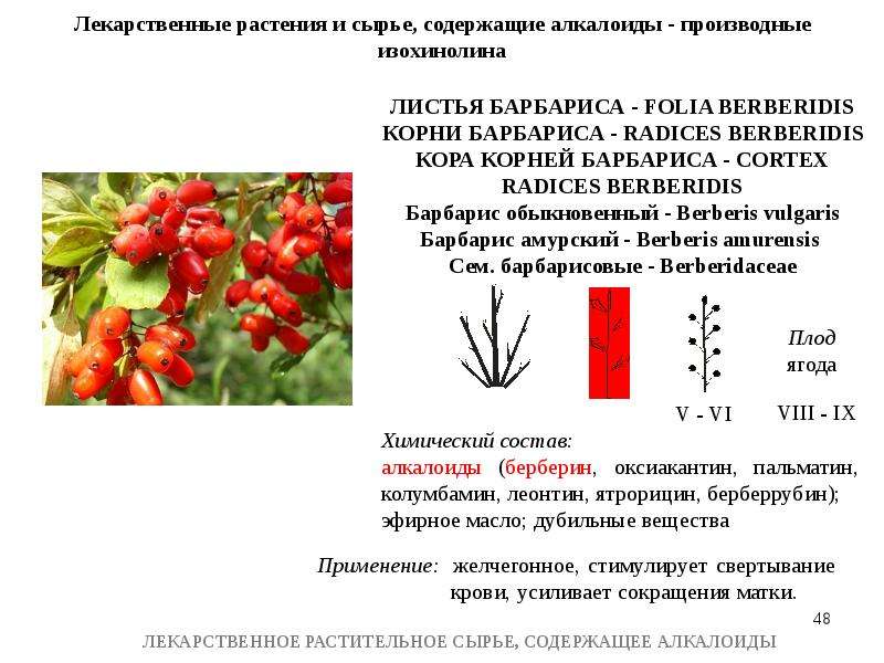 Цветок содержит. Лекарственное сырье содержащее алкалоиды. Лекарственные растения содержащие алкалоиды. ЛРС содержащие алкалоиды. Травы содержащие алкалоиды.