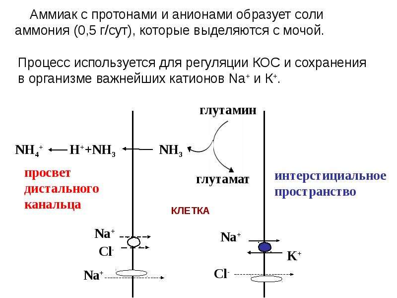 Биохимия почек и мочи биохимия презентация