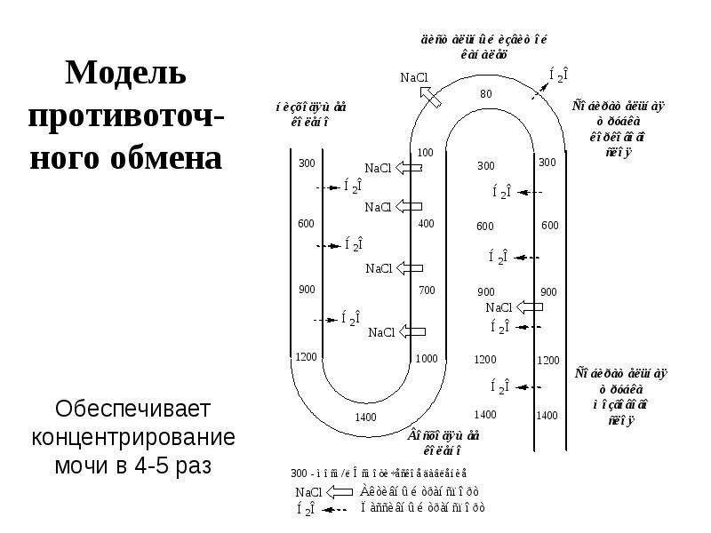 Биохимия почек и мочи биохимия презентация