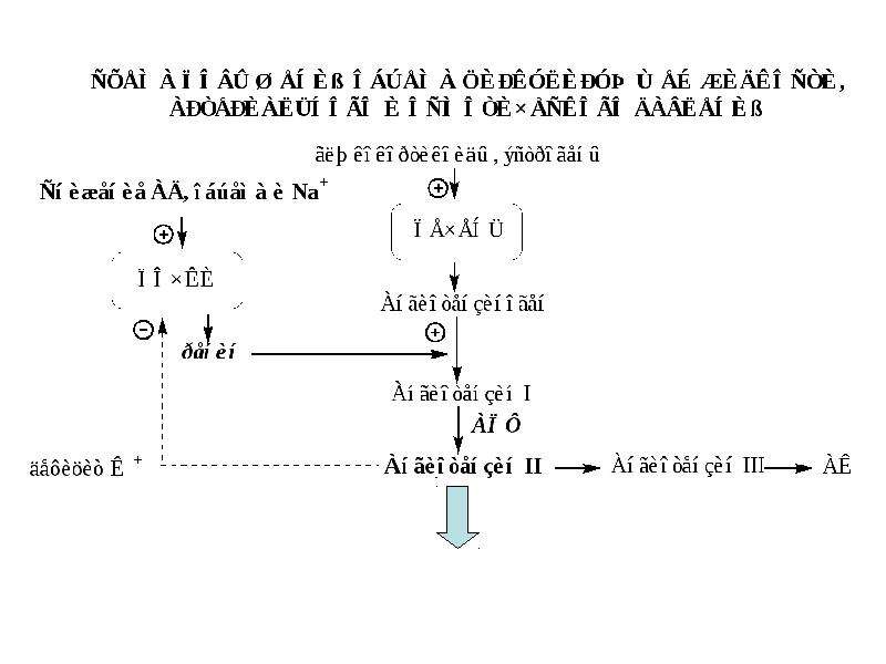 Биохимия почек и мочи биохимия презентация