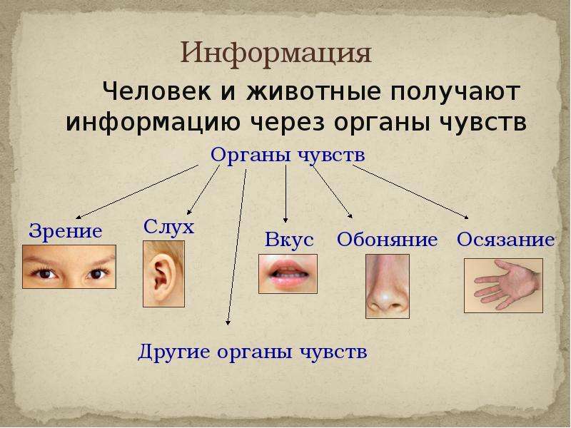 Органы чувств 3 класс технологическая карта