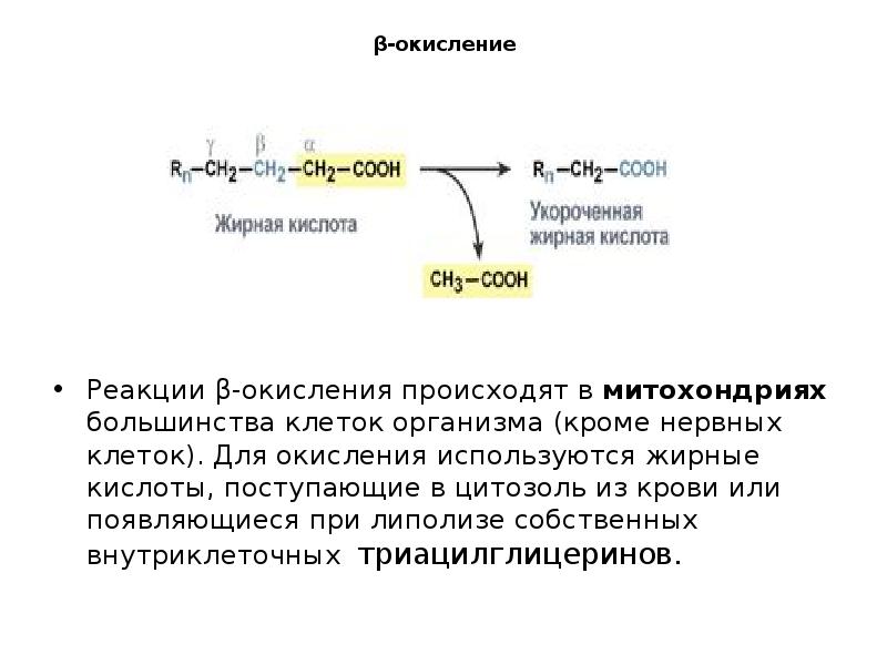 Бета окисление масляной кислоты схема и описание