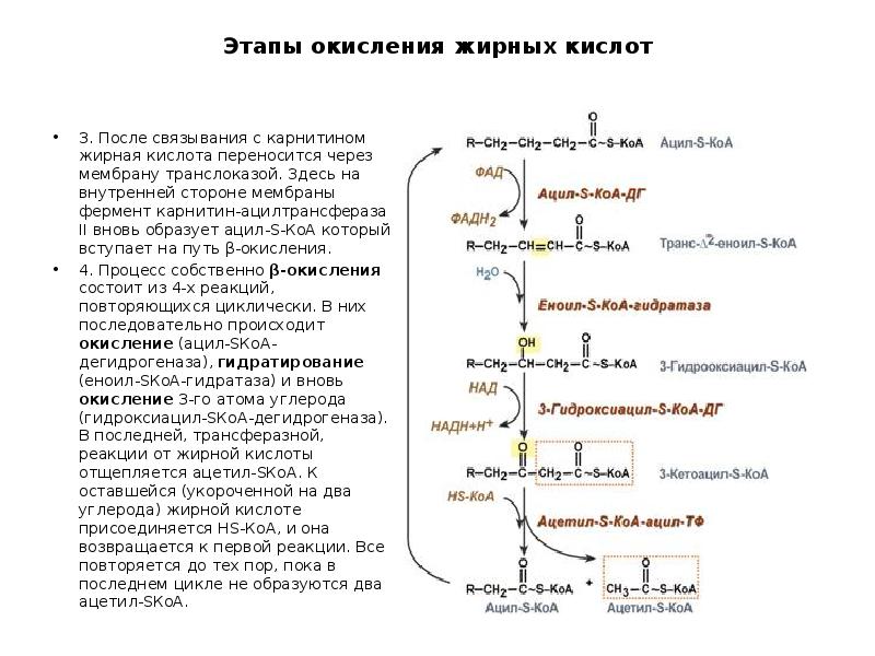 Бета окисление масляной кислоты схема и описание