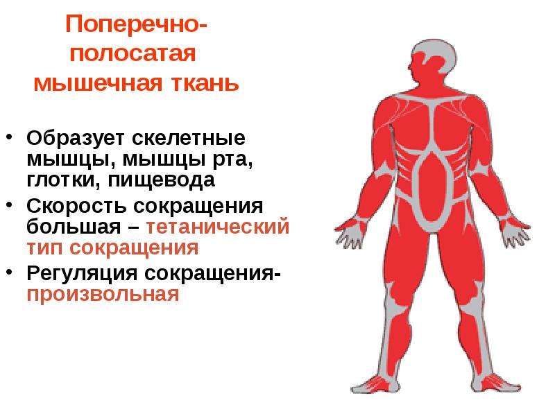 Работа скелетных мышц