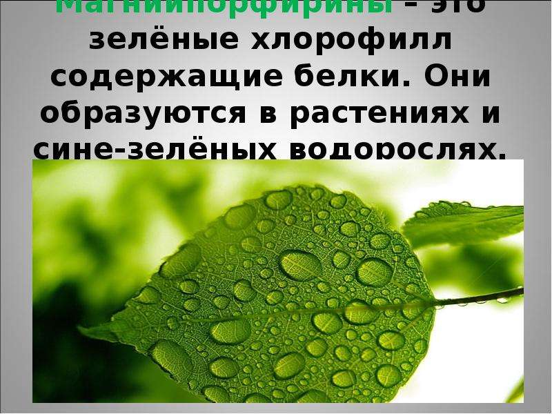 Хлорофилл где. Хлорофилл цветок. Хлорофилл в растениях. Зеленые водоросли хлорофилл. Биологическая роль хлорофилла.