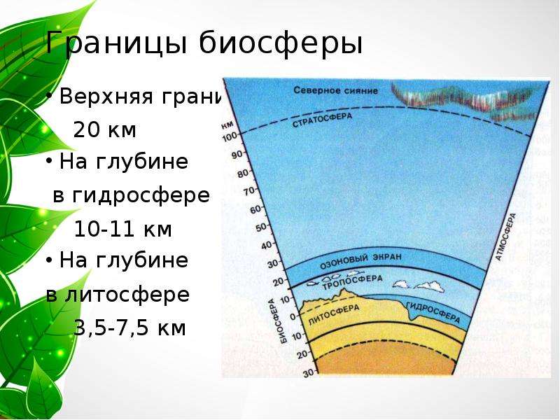 Верхняя граница биосферы. Границы биосферы в литосфере. Граница биосферы в гидросфере находится на глубине. Верхняя граница биосферы стратосфера.