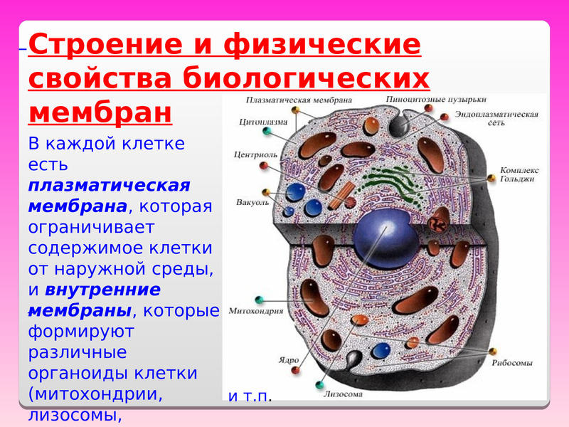 Физико химические свойства клетки. Характеристика клетки строение мембраны. Свойства биологических мембран. Строение и физические свойства биологических мембран. Строение и свойства клетки.