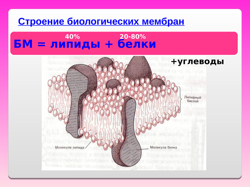 Схема строения биологической мембраны - 80 фото