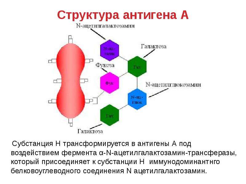 Структур 18. Строение структура антигена. Строение антигена иммунология. Структурные антигены строение. Структура макромолекулы антигена..