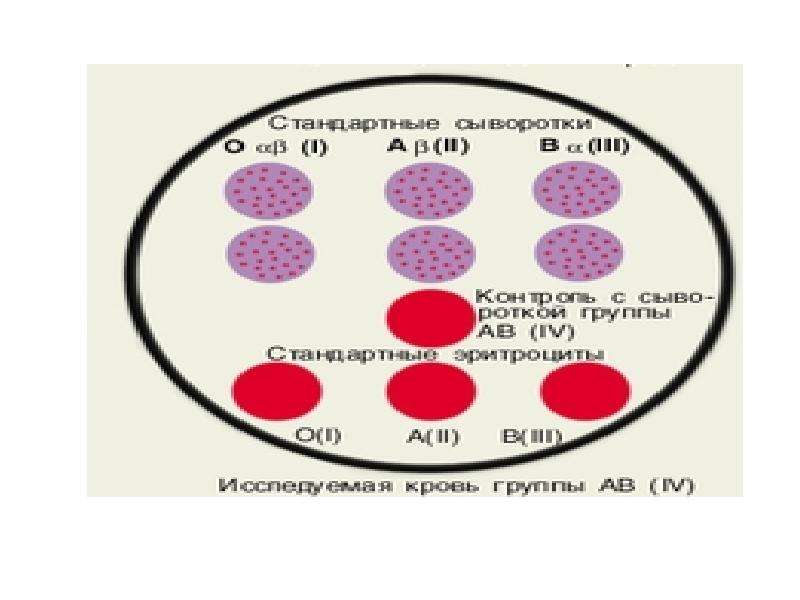 Фенотипирование по системе резус. Основы иммуногематологии. Презентация по иммуногематологии. Фенотипирование крови что это такое. Карта фенотипа.