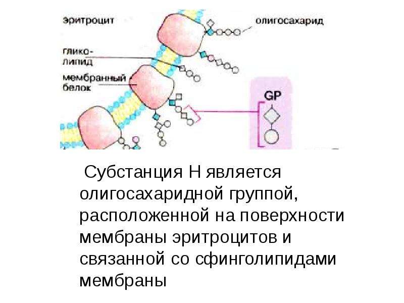 Субстанцией является. Антигены на мембране эритроцита. Антигенные системы на мембране эритроцита. Схема антигенов на мембрана эритроцита. Сфинголипиды в мембране.