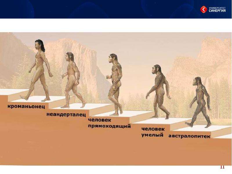 Названия людей раньше. Схема Дарвина Эволюция человека. Цепочка развития человека. Ступени эволюции человека. Происхождение человека.