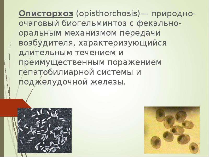 При регистрации случаев заболевания гельминтозами. Природно-очаговые биогельминтозы. Описторхоз механизм передачи. Описторхоз биогельминтоз. Описторхоз глистная инвазия.