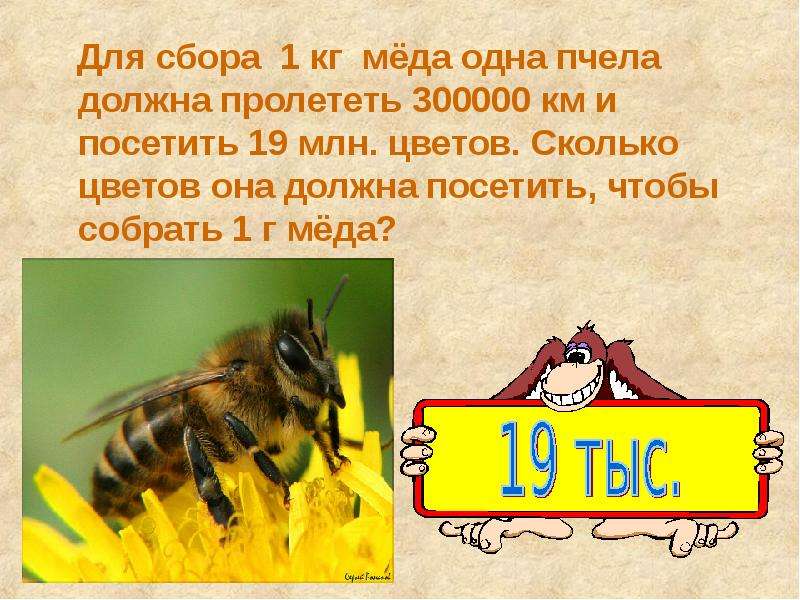 Для сбора 1 кг мёда одна пчела должна пролететь 300000 км и посетить 19 млн. цветов. Сколько цветов