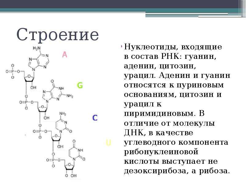 Нуклеотид схема строения