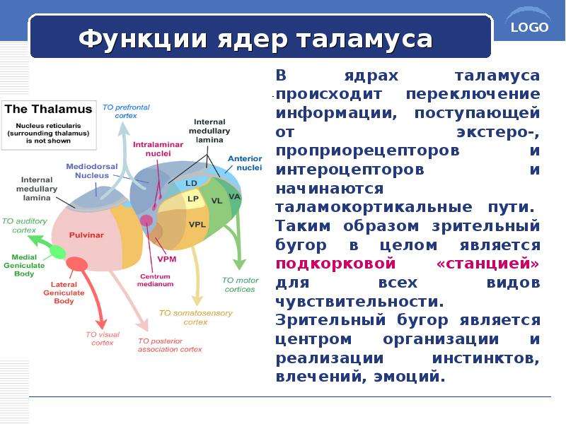 Таламус функции. Ядра таламуса физиология. Функции сенсорных ядер таламуса. Специфические ядра таламуса функции. Функции ядер металамуса.