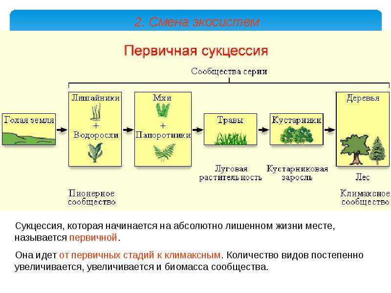 Что является примером смены экосистемы в процессе