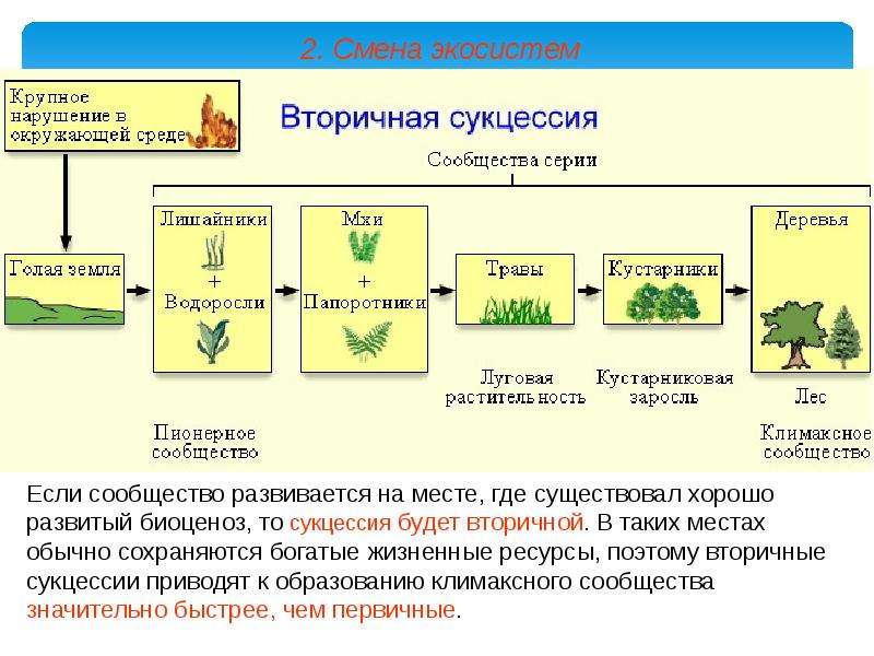 Примеры быстрой смены экосистем. Смена экосистем. Изменение экосистемы. Экосистема структура экосистемы. Смена биогеоценоза.