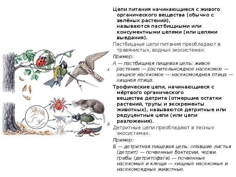 На рисунке показана пищевая цепь которая является детритной пастбищной автотрофной паразитарной