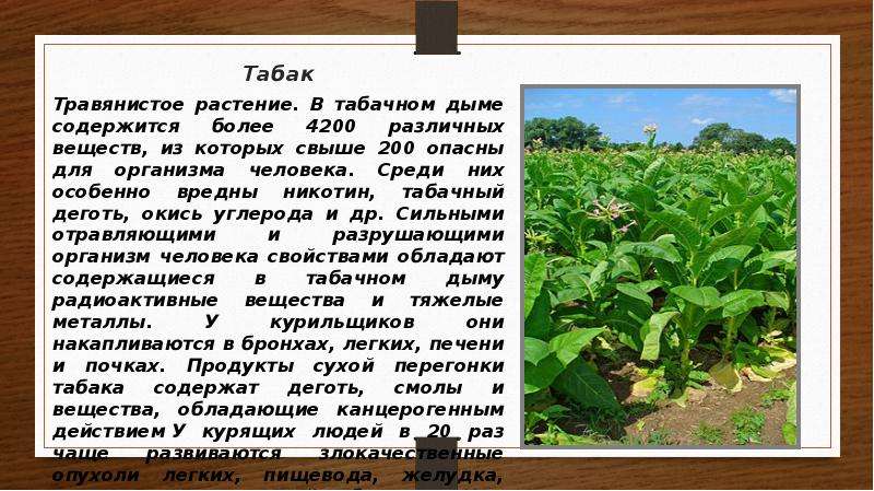 Табак Травянистое растение. В табачном дыме содержится более 4200 различных веществ, из которых свыш