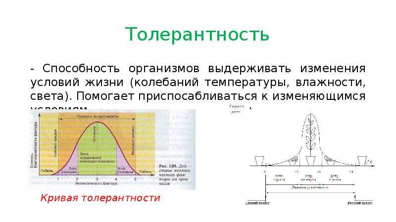 Приспосабливаться к изменяющимся условиям. Способность организмов выдерживать изменения условий жизни. Толерантность это способность организмов. Способность организма выдерживать. Колебания температуры среде.