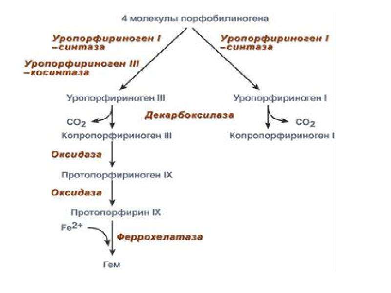 Порфирии биохимия презентация