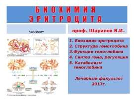 Биохимия эритроцита