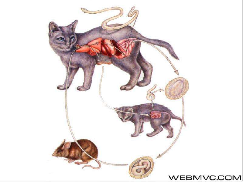 Ленточный червь у кошки