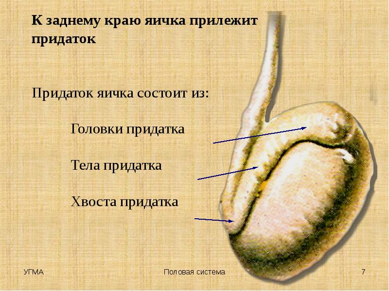 Лечение придатков яичек у мужчин. Придаток яичка. Головка придатка яичка. Края и поверхности яичка. Придаток яичка прилежит.