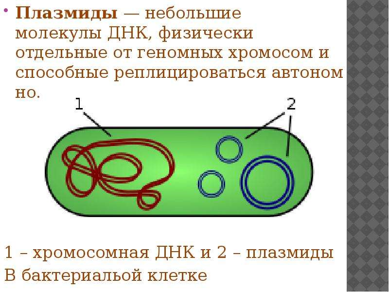 Плазмиды