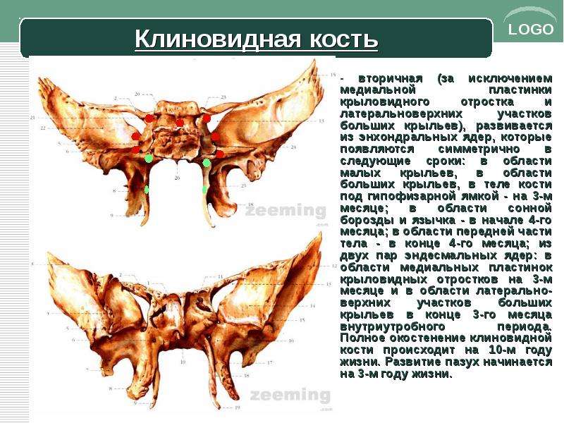 Крыловидные отростки клиновидной кости латынь