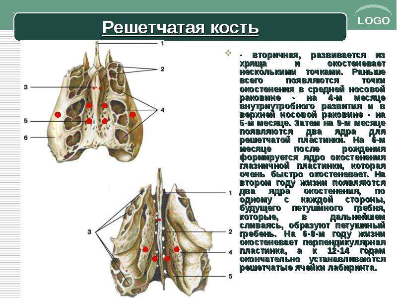 Продырявленная пластинка решетчатой кости. Решетчатая кость вид снизу строение. Решетчатая кость носовые раковины. Решётчатая кость вид справа и спереди. Решетчатая кость кость Синельников.