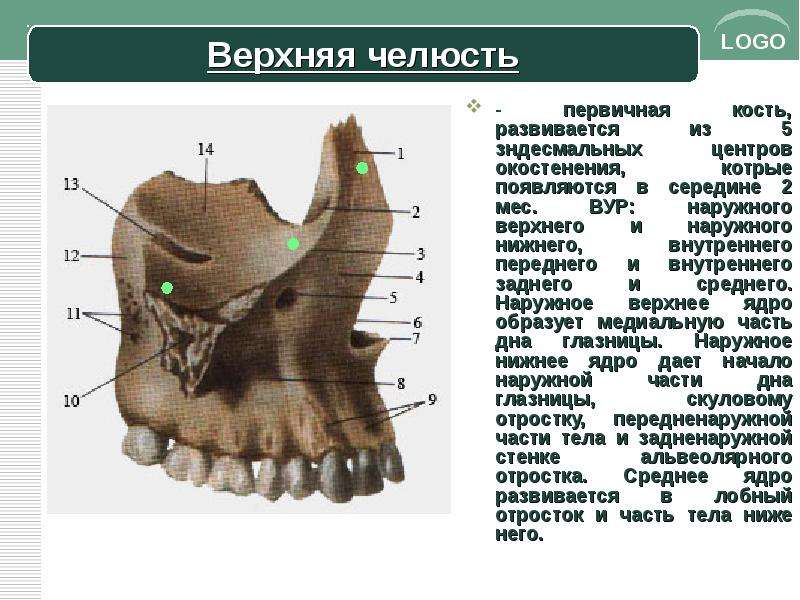 Нижний внутренний