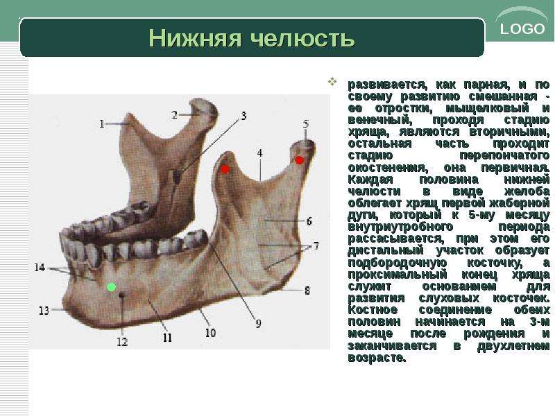 Мыщелковый сустав