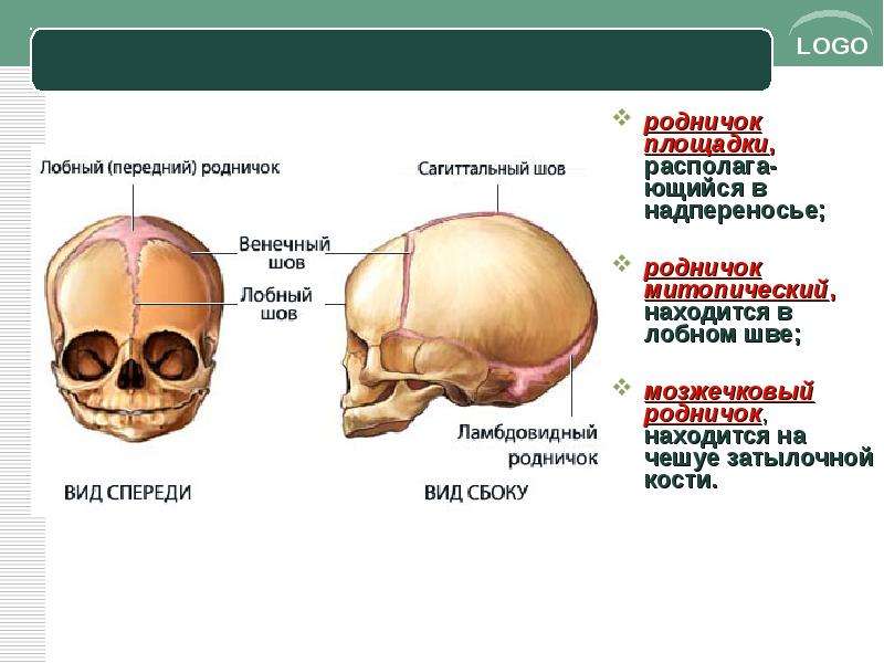 Родничок витамин. Передний Родничок черепа. Темя головы где находится. Родничок на черепе у взрослого.