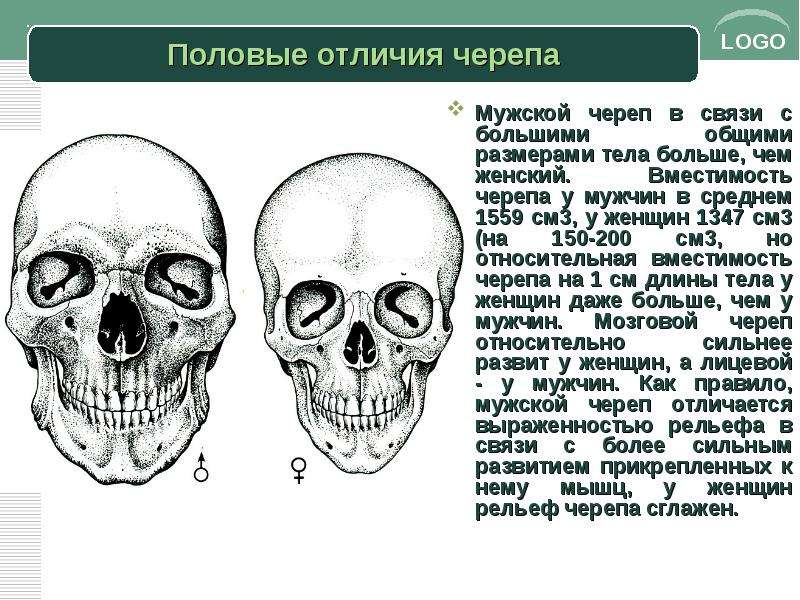 Отличие черепа человека от человекообразной обезьяны. Отличие мужского и женского черепа.