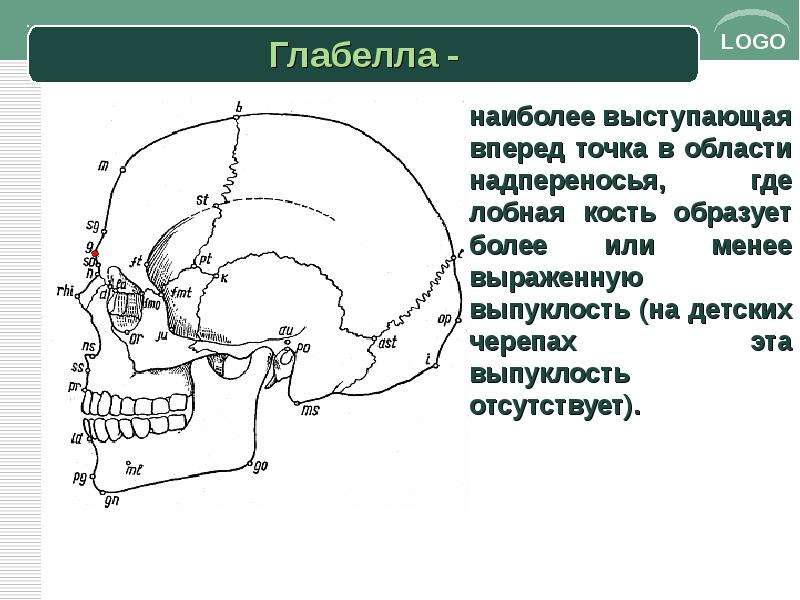 Лабиринт лобной кости