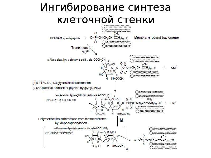 Механизм нарушения синтеза клеточной стенки