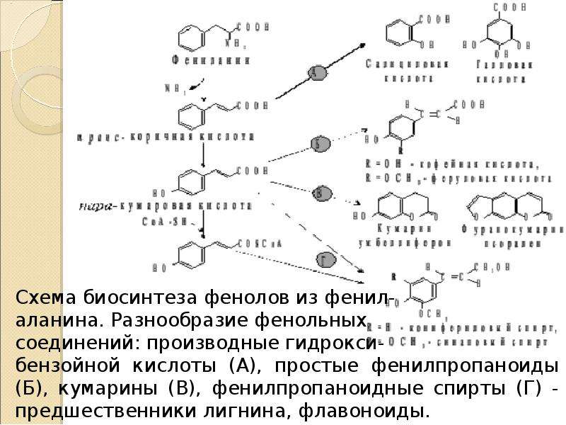 Биосинтез мономеров. Шикиматный путь синтеза фенольных соединений. Схема синтеза фенольных соединений. Шикиматный путь биосинтеза фенольных соединений. Синтез фенольных соединений в растениях.