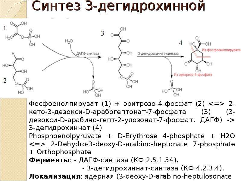 Третий синтез. Шикиматный путь синтеза фенольных соединений. Схема синтеза фенольных соединений. Биосинтез фенольных соединений. Фенилпропаноидный путь биосинтеза фенольных соединений.