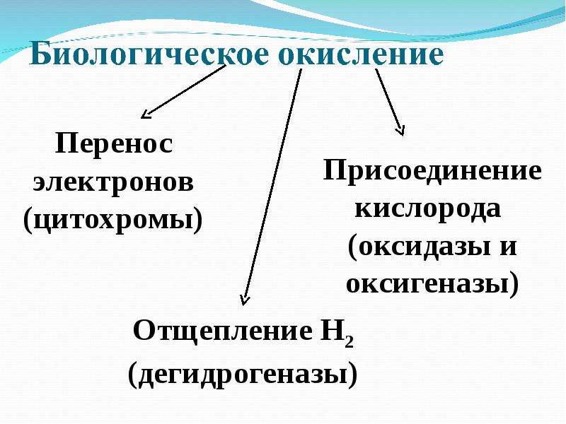 Биологическое окисление биохимия презентация