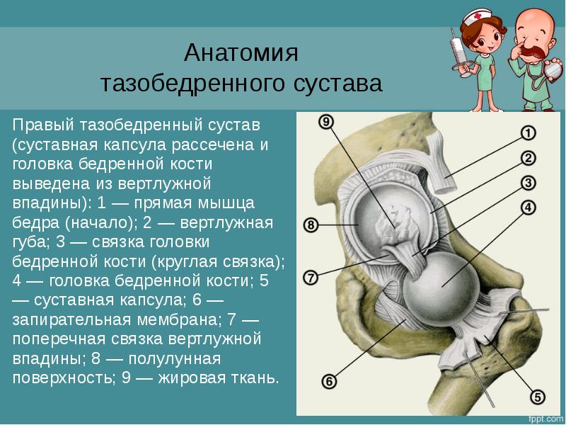 Реферат: Дисплазия тазобедренных суставов новорожденных