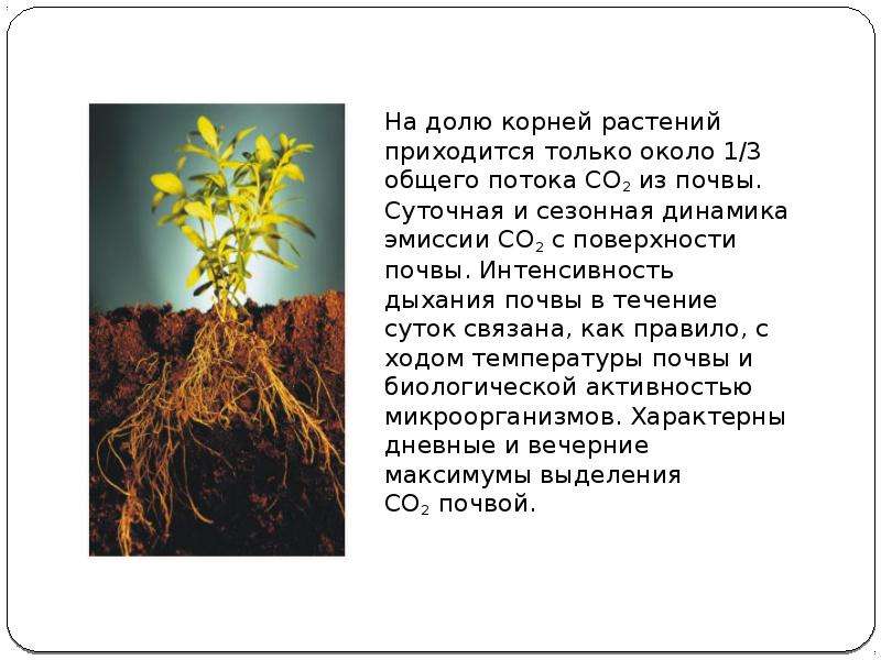 Корни растений тест. Корень редких растений. Корни растений в почве. Информация о корнях растений. Воздушный режим растений.