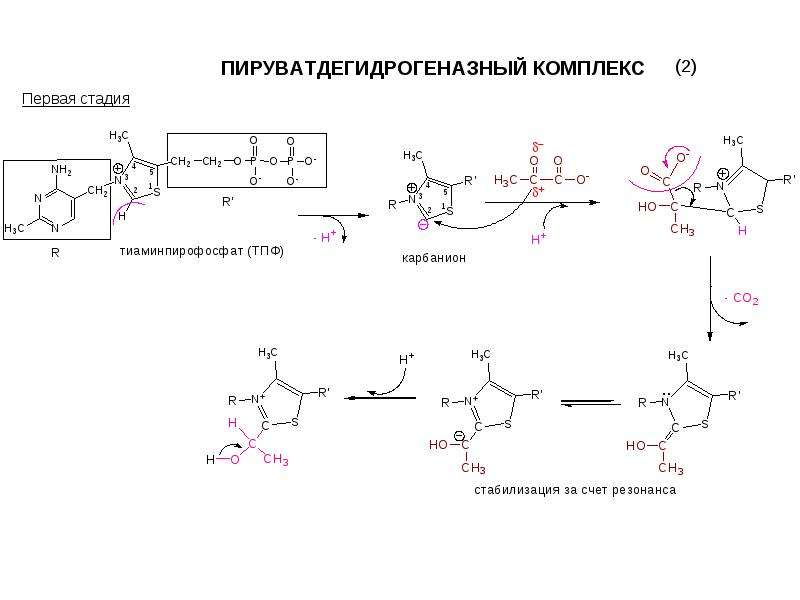 Структурно функциональная организация пируватдегидрогеназного комплекса схема