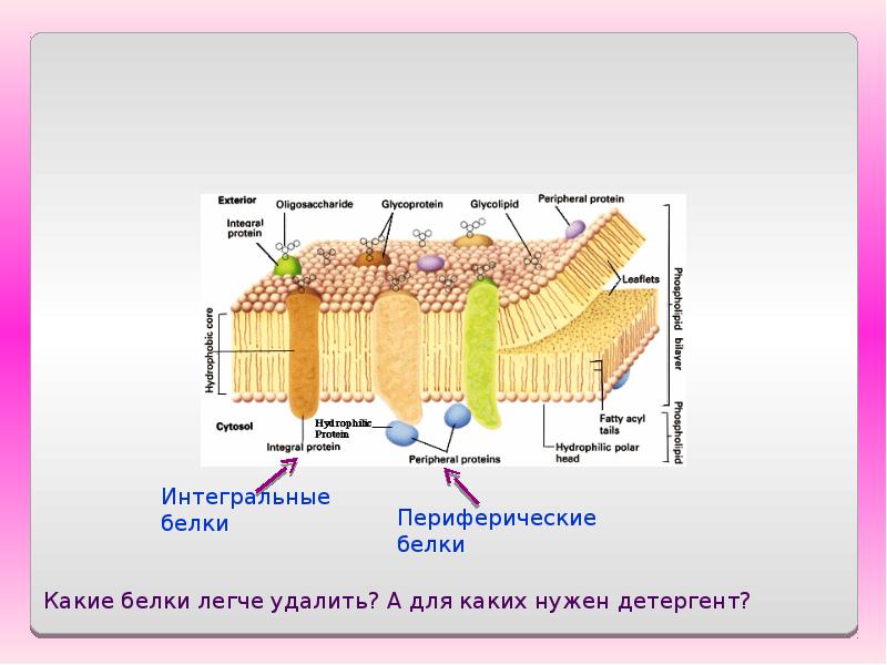 Интегральные периферические белки