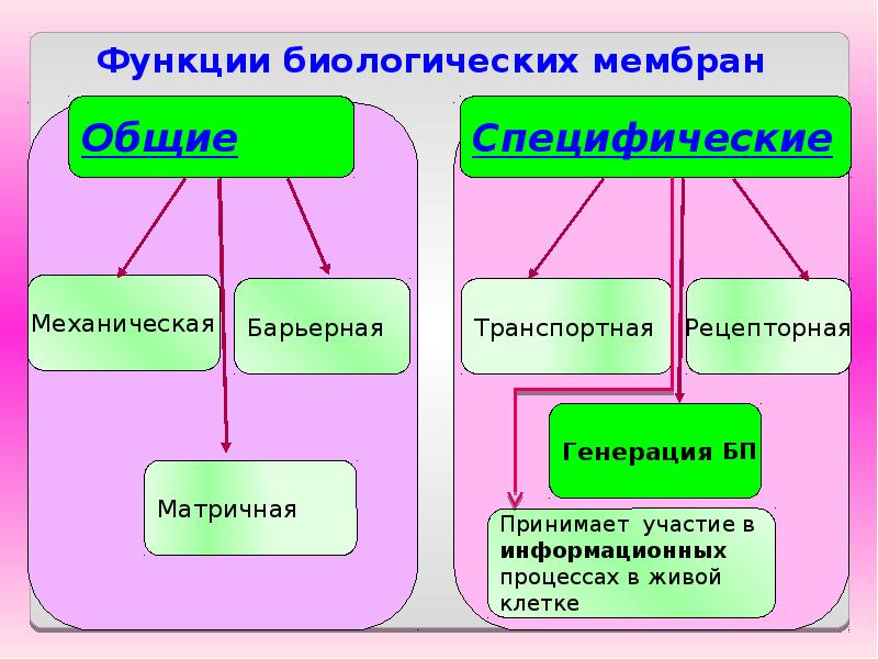 Процессы живого