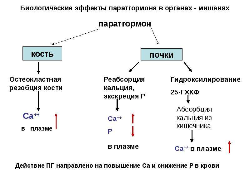 Фосфорно кальциевый обмен схема