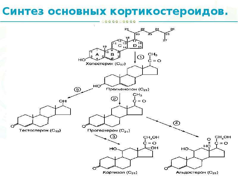 Схема синтеза холестерина