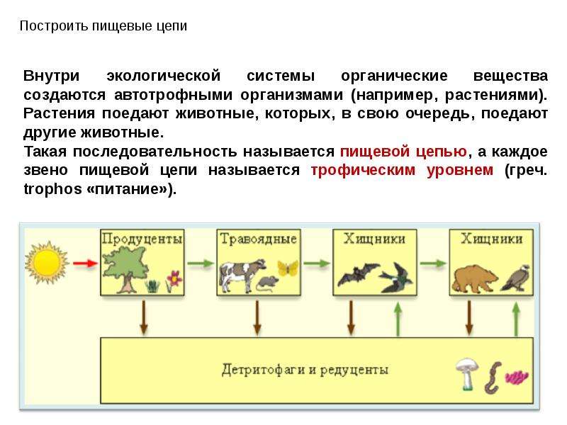 Нарисуйте схему передачи энергии в пищевых цепях